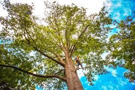 Professional Tree Removal in Bessemer, AL