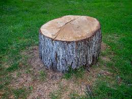 How Our Tree Care Process Works  in  Bessemer, AL