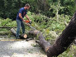 Best Tree and Shrub Care  in Bessemer, AL