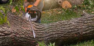 Best Commercial Tree Services  in Bessemer, AL