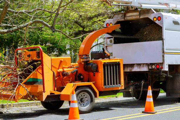 Best Tree Removal  in Bessemer, AL