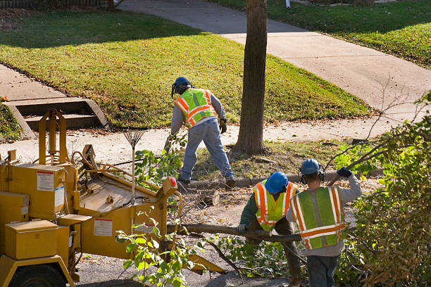 Best Hazardous Tree Removal  in Bessemer, AL